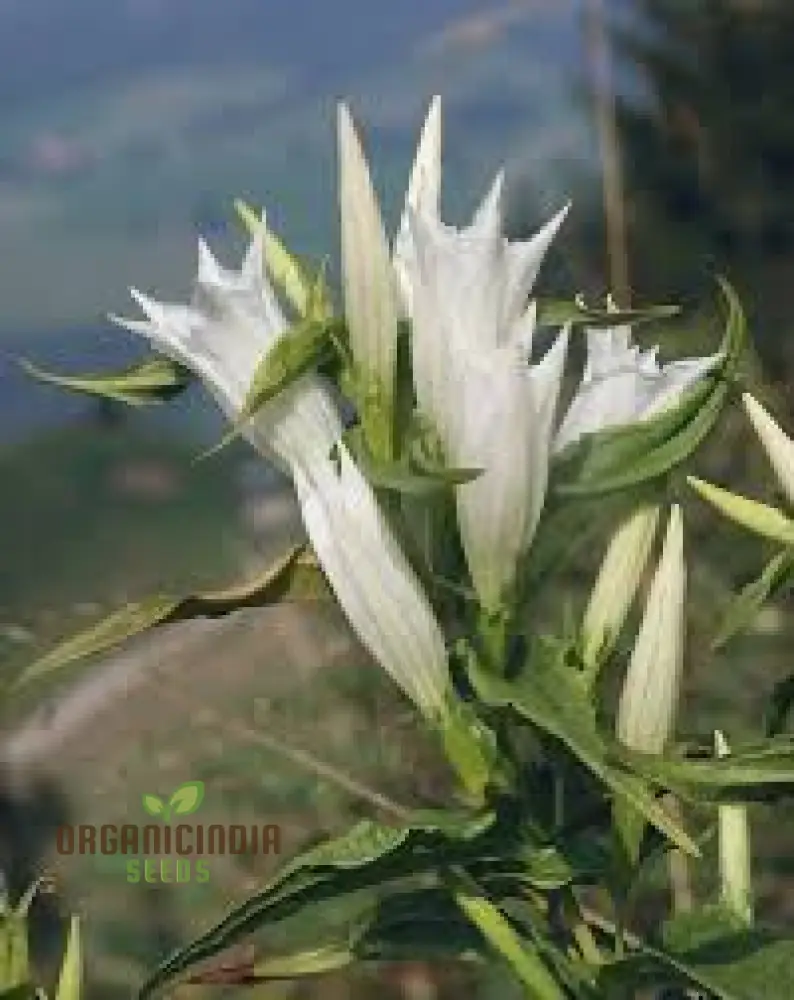 Gentiana Asclepiadea Alba Seeds For Planting - White Alpine Willow Gentian - Hardy Perennial Flower for Garden Planting