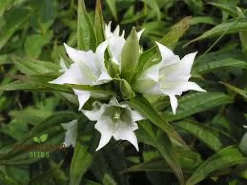 Gentiana Asclepiadea Alba Seeds For Planting - White Alpine Willow Gentian - Hardy Perennial Flower for Garden Planting
