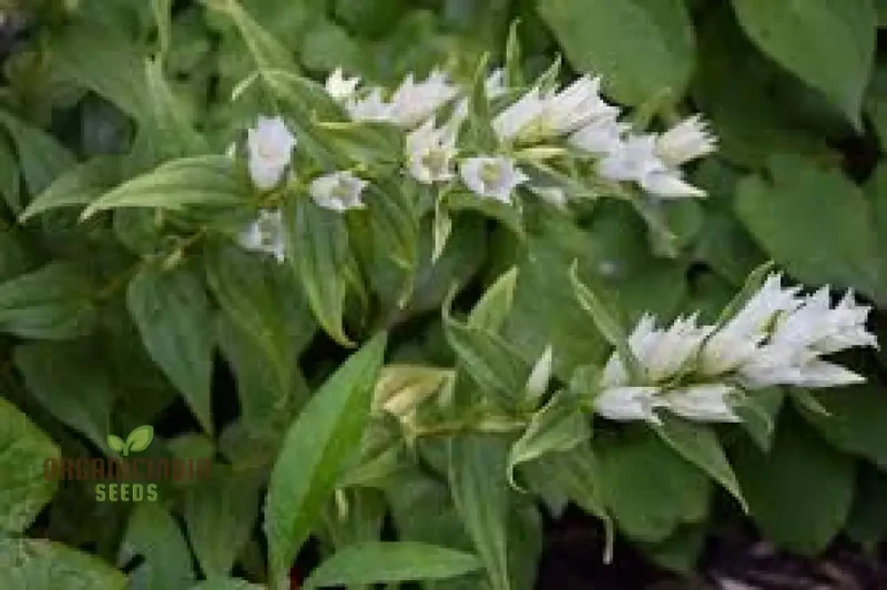 Gentiana Asclepiadea Alba Seeds For Planting - White Alpine Willow Gentian - Hardy Perennial Flower for Garden Planting