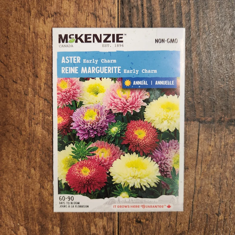 Aster 'Early Charm'