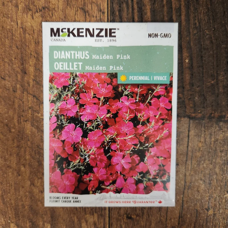 Dianthus 'Maiden Pink'