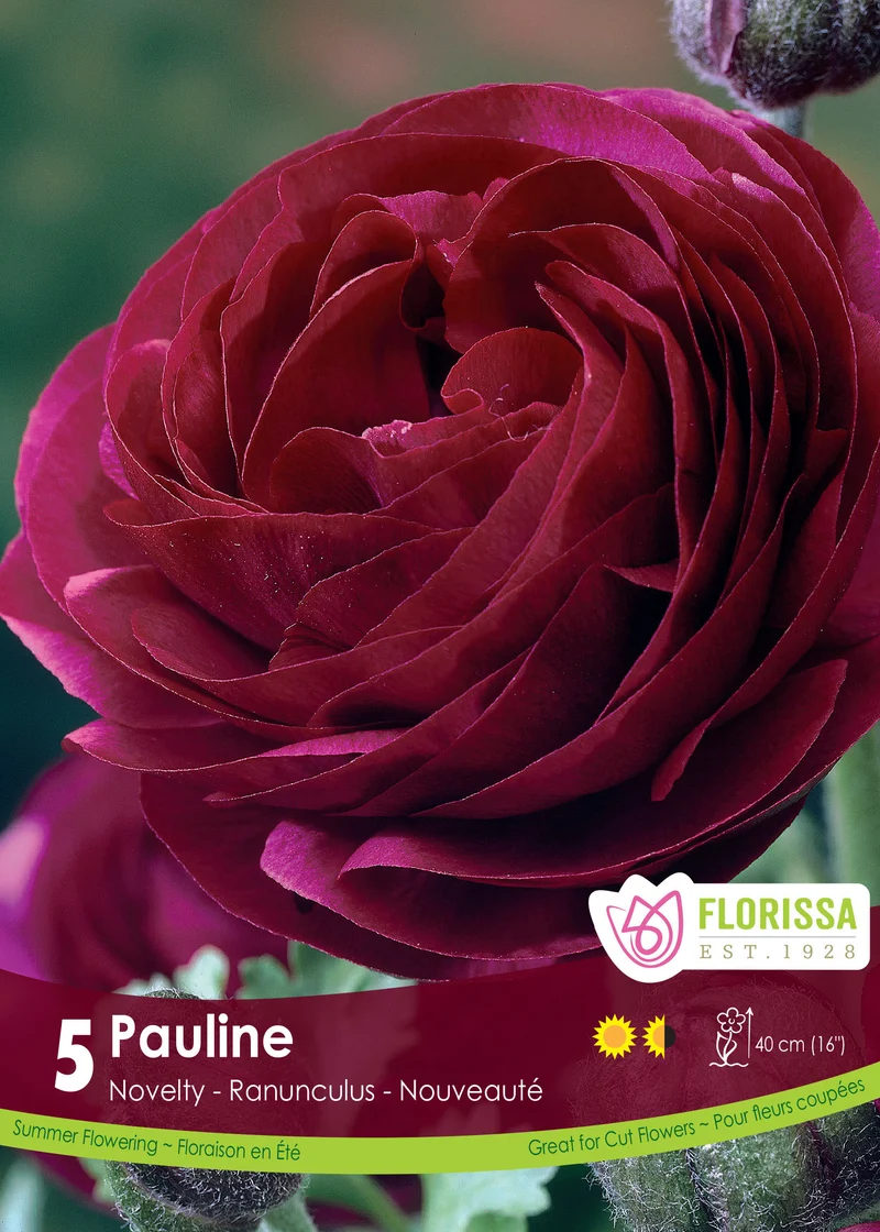 Renoncule ‘Pauline’ ( Ranunculus )