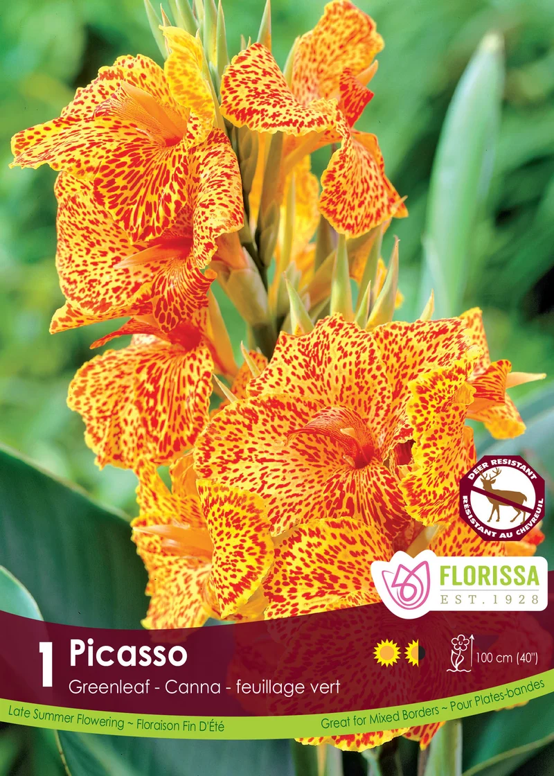 Canna ‘Green Picasso’ ( Canna )