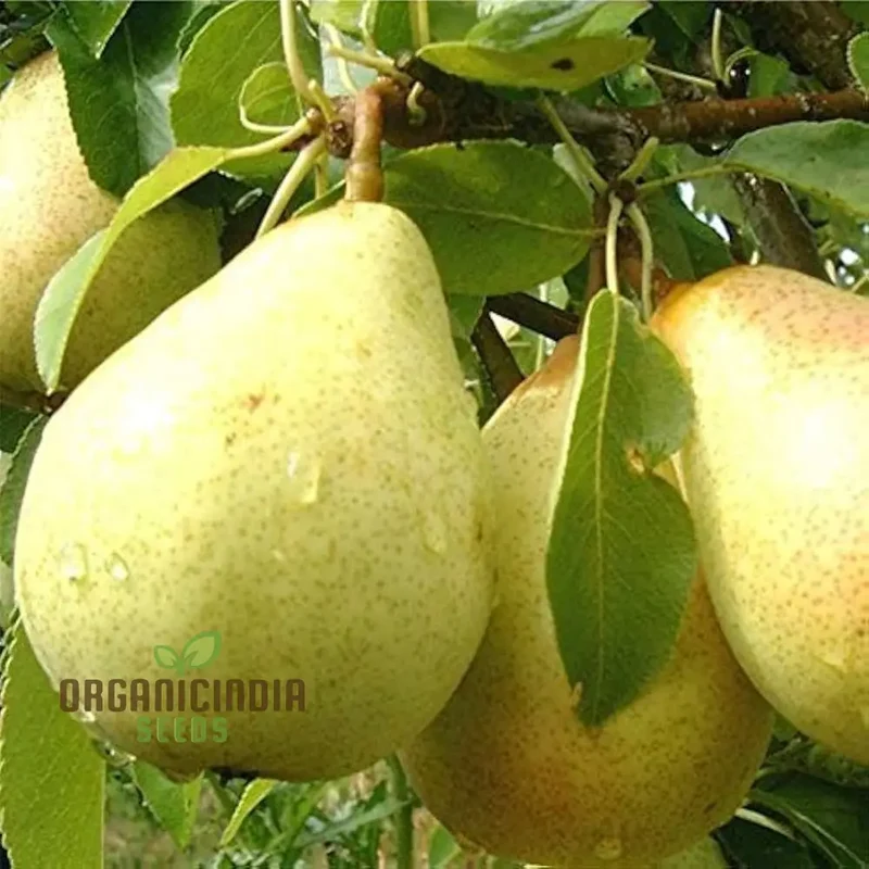 Pear Seeds for Planting – Premium Heirloom Pear Tree Seeds for Home Gardening
