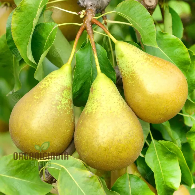 Pear Seeds for Planting – Premium Heirloom Pear Tree Seeds for Home Gardening