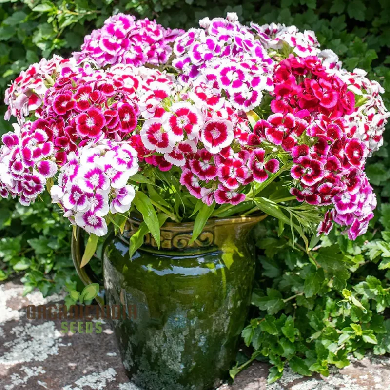 Dianthus Seeds (Auricula Eyed Mix Seeds) - Vibrant Multicolor Garden Blooms