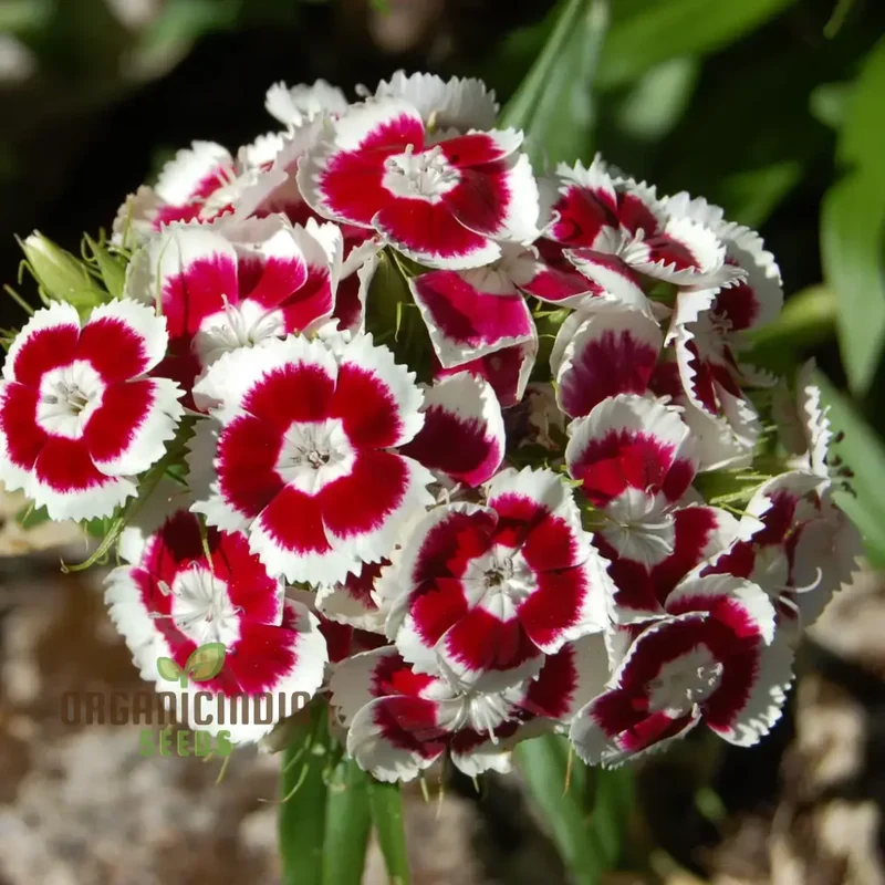 Dianthus Seeds (Auricula Eyed Mix Seeds) - Vibrant Multicolor Garden Blooms