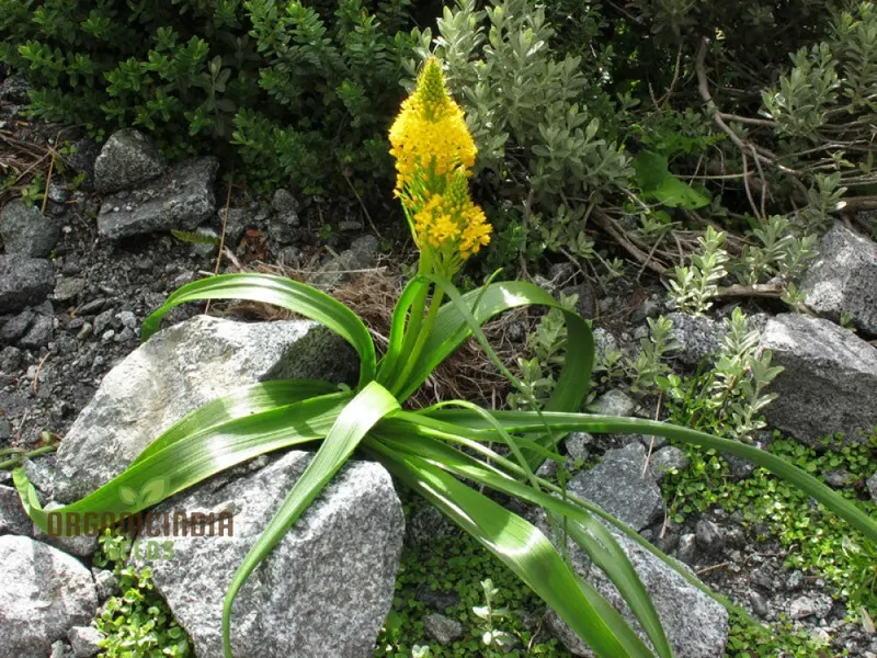 Bulbinella Gibbsii Seeds for Gardening Enthusiasts - Exotic South African Perennial Flower Seeds