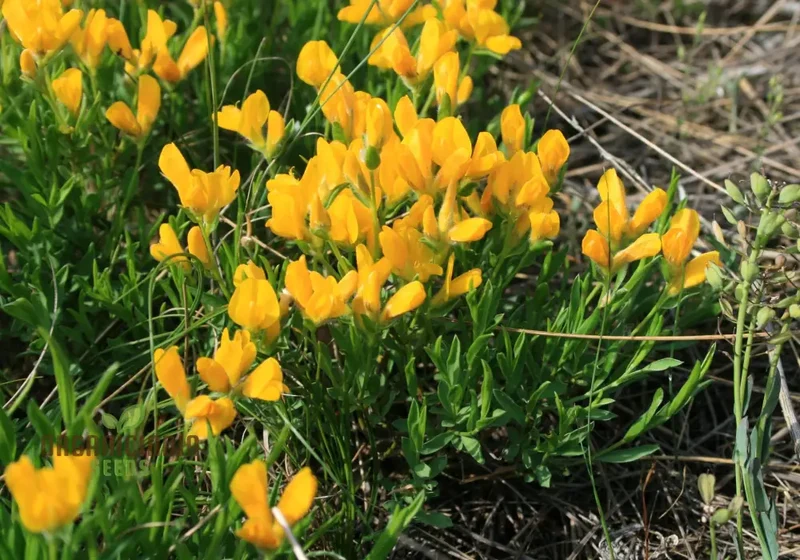 Genista Radiata Seeds - Stunning Yellow Blooms for Your Garden Borders and Landscapes - Hardy and Easy to Grow