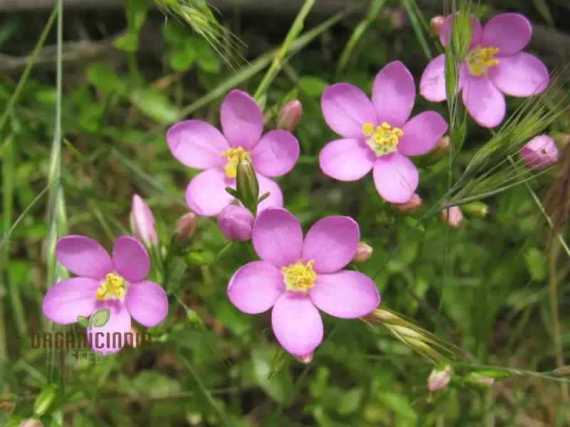 Centaurium Scilloides Seeds – Premium Wildflower Variety for Beautiful Garden Blooms