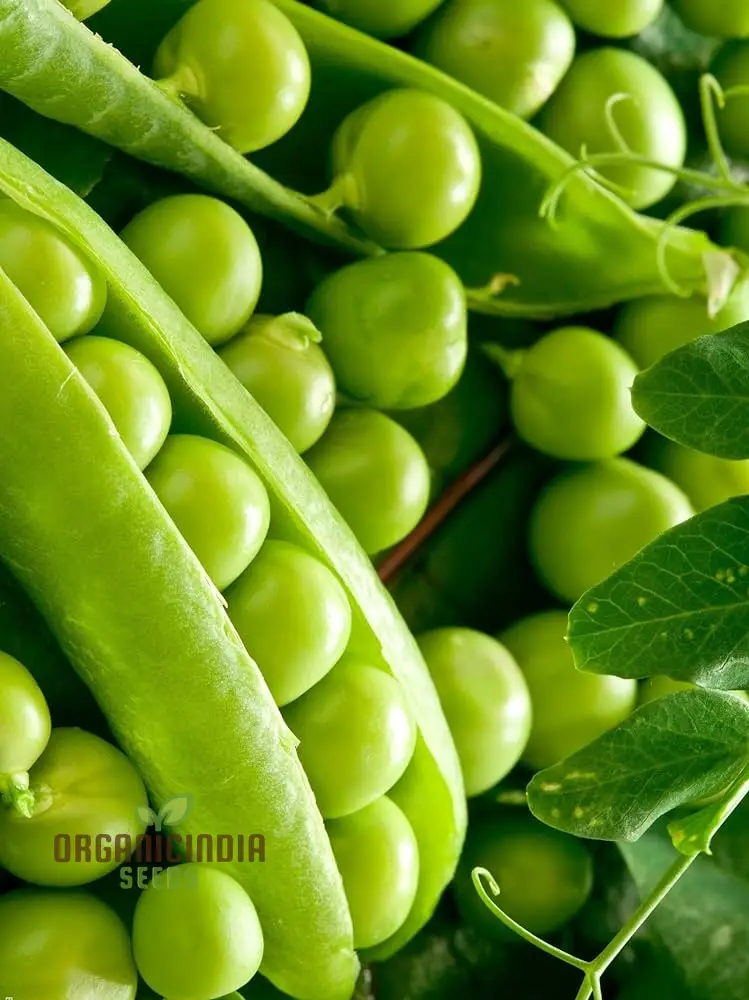 PEA AMBASSADOR Seeds for Your Gardening Needs | Buy Seeds Online