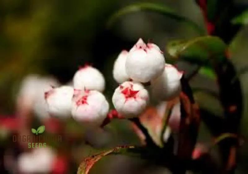Gaultheria Hispida Seeds For Planting- Snowberry Wintergreen Seeds