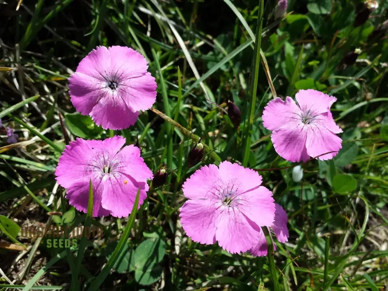 Dianthus Alpinus Flower Seeds For Planting, Hardy and Colorful Blooms for Your Garden