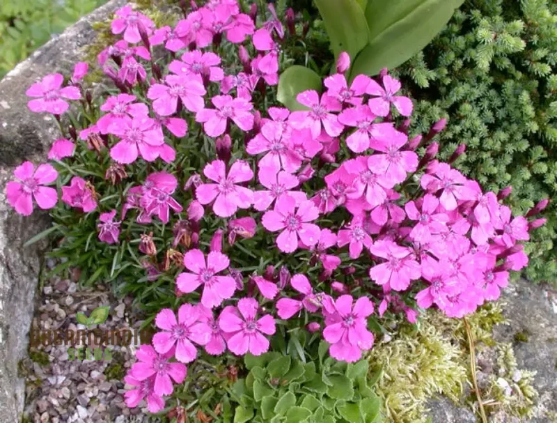Dianthus Alpinus Flower Seeds For Planting, Hardy and Colorful Blooms for Your Garden