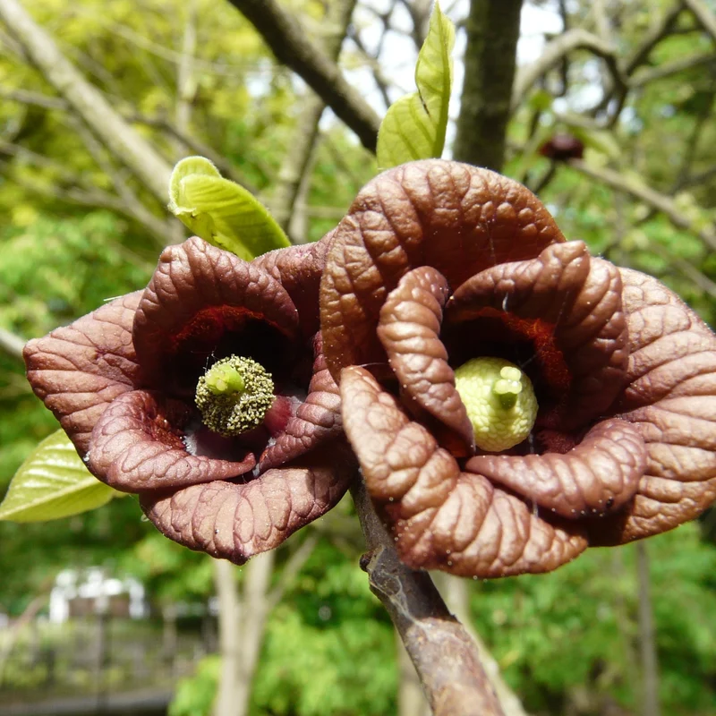 Asimina triloba (Pawpaw)