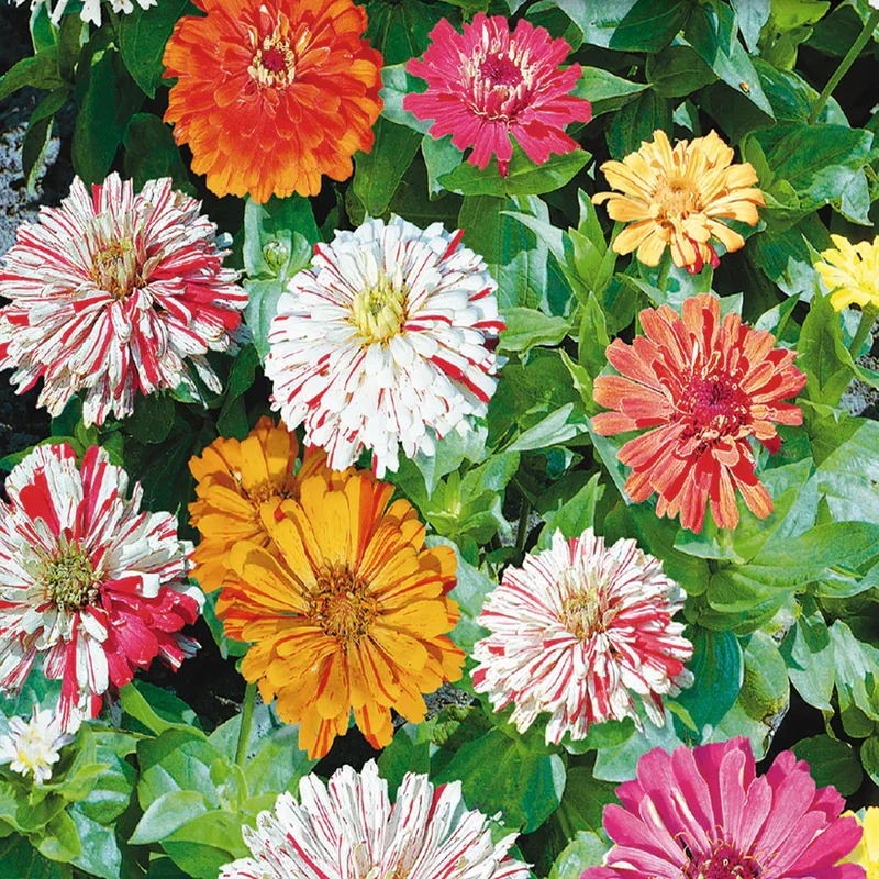 Mélange de zinnia 'Candy Cane'