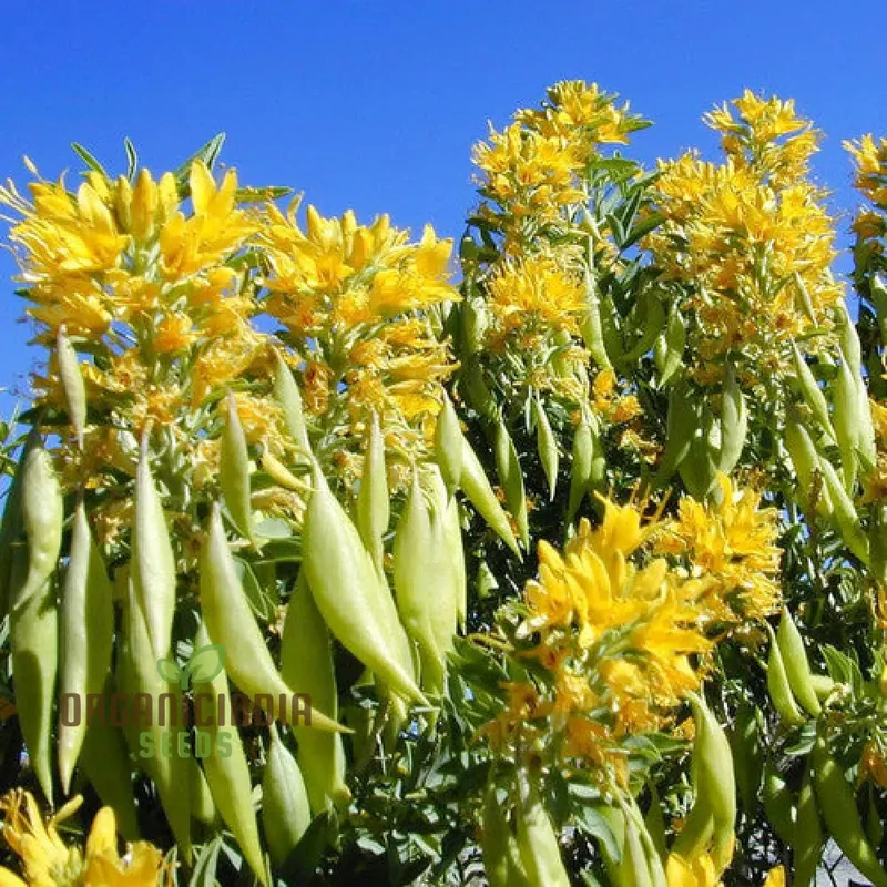 Cleome Arborea Flower Seeds for Planting, Premium Quality for Garden