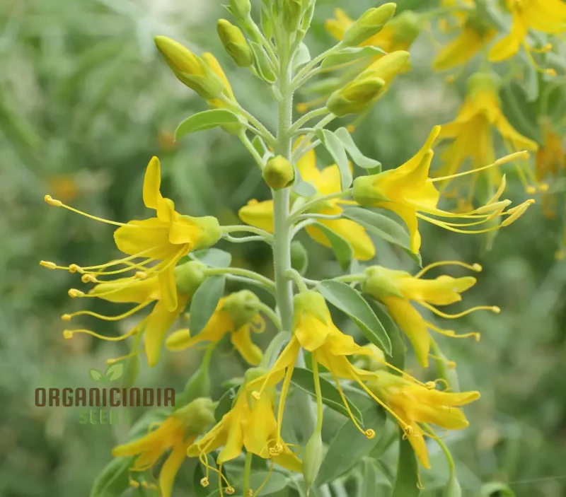Cleome Arborea Flower Seeds for Planting, Premium Quality for Garden