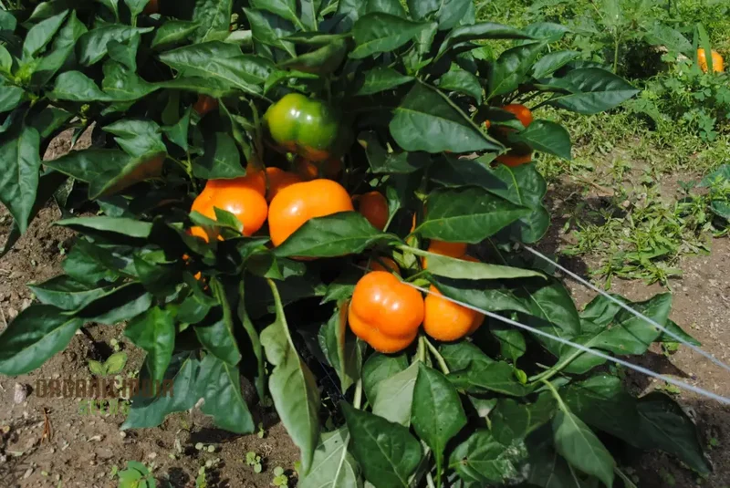 Mini Bell Orange Pepper Seeds for Your Garden | Buy Organic Seeds