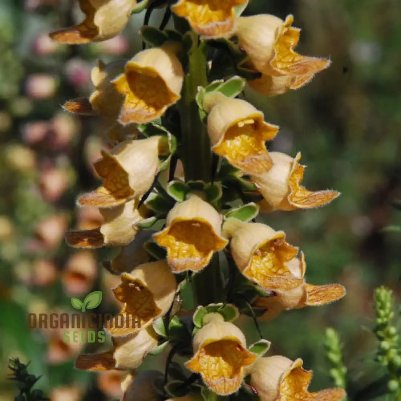 Digitalis Laevigata Flower Seeds For Planting, Add Graceful Foxglove Blooms to Your Garden