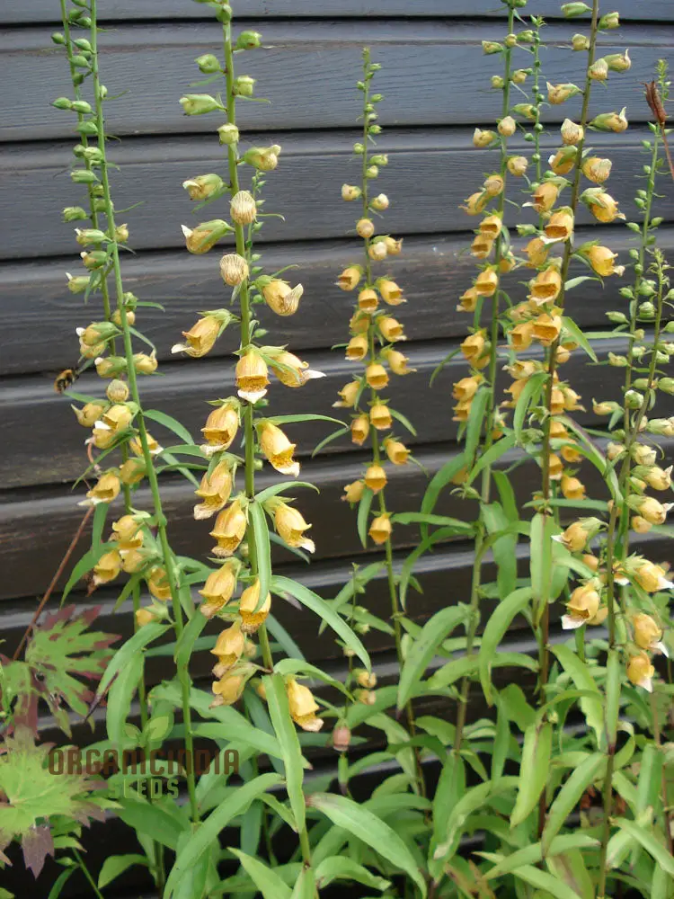 Digitalis Laevigata Flower Seeds For Planting, Add Graceful Foxglove Blooms to Your Garden
