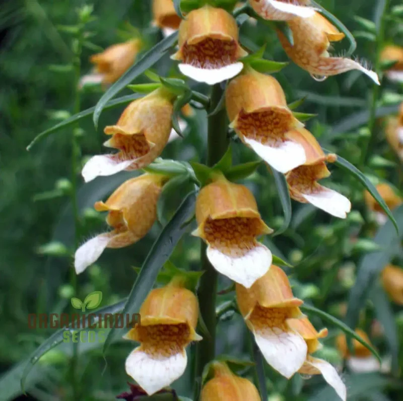 Digitalis Laevigata Flower Seeds For Planting, Add Graceful Foxglove Blooms to Your Garden