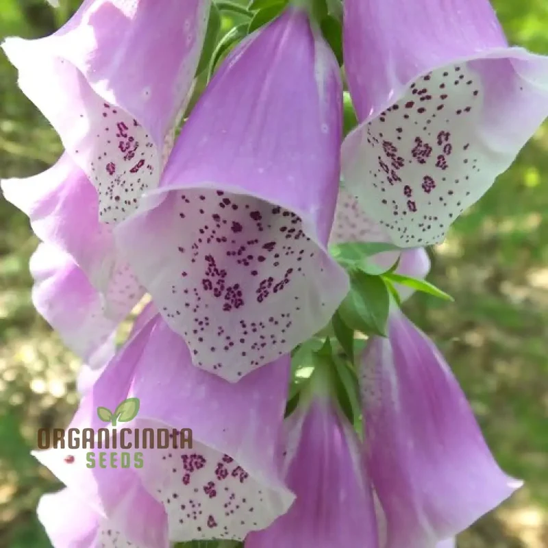Digitalis Dubia Flower Seeds For Planting, Brighten Your Garden with Elegant Foxglove Blooms