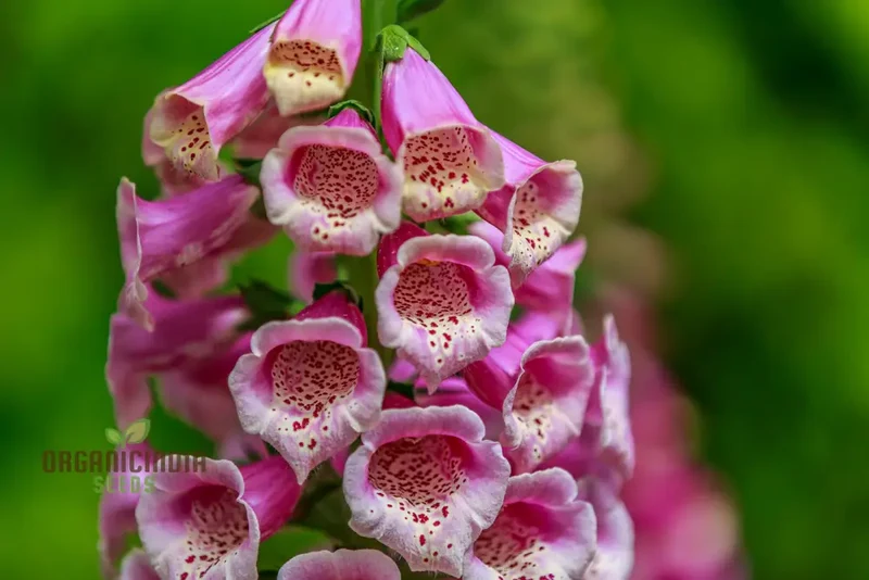 Digitalis Dubia Flower Seeds For Planting, Brighten Your Garden with Elegant Foxglove Blooms