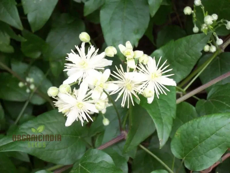 Clematis Vitalba Flower Seeds, Premium Quality Seeds for Garden With Beautiful Clematis Blooms
