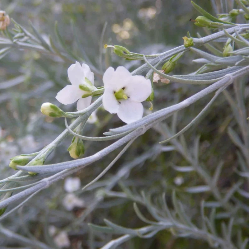 Gomphostigma Virgatum 'White Candy' Seeds For Planting- Ideal for Gardening Enthusiasts Seeking Pristine White Blooms