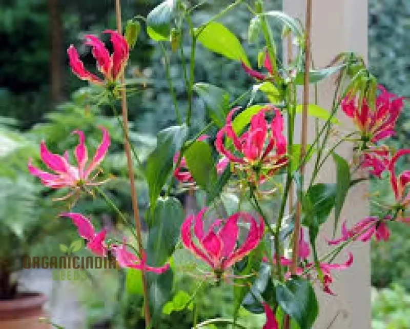 Gloriosa Rothschildiana Seeds For planting- Exquisite Climbing Vine for Elegant Gardens | Rare Gardening Gem with Striking Blooms