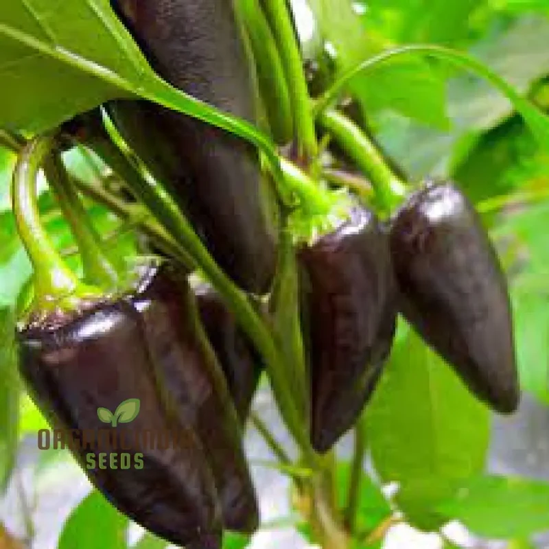 PEPPER JALAPENO PURPLE TIGER Seeds for Your Garden | Buy Gardening Seeds Online