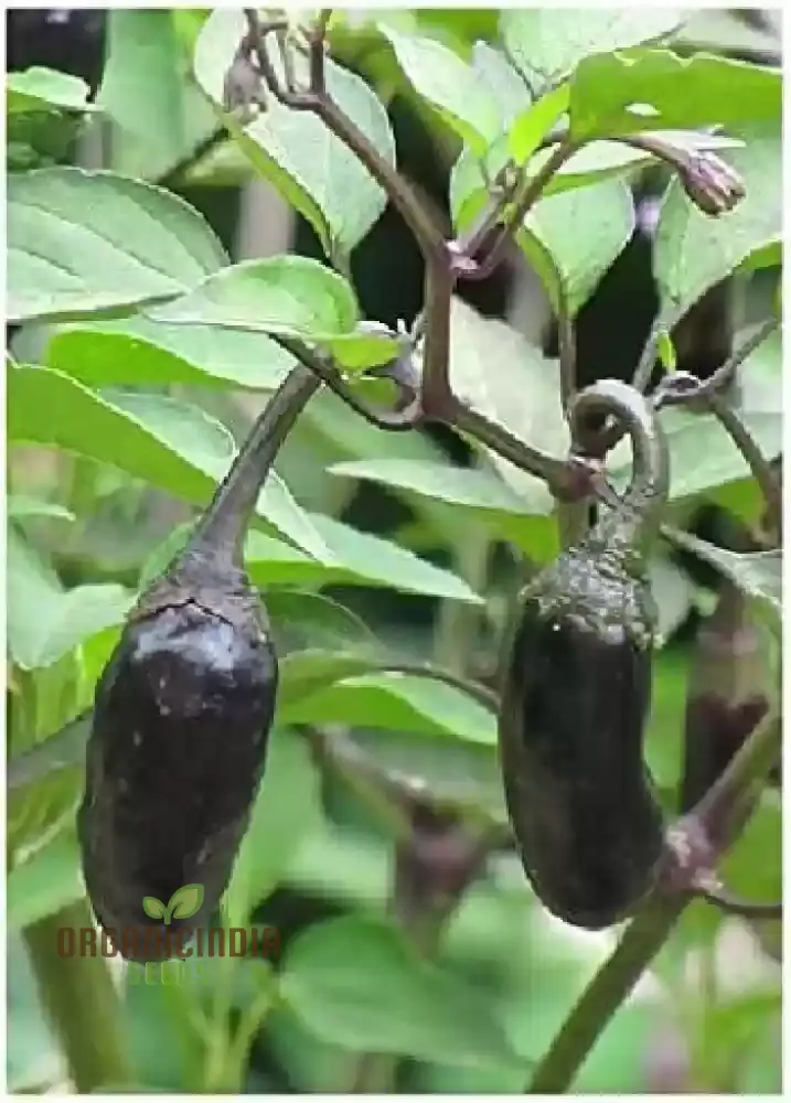 PEPPER JALAPENO PURPLE TIGER Seeds for Your Garden | Buy Gardening Seeds Online
