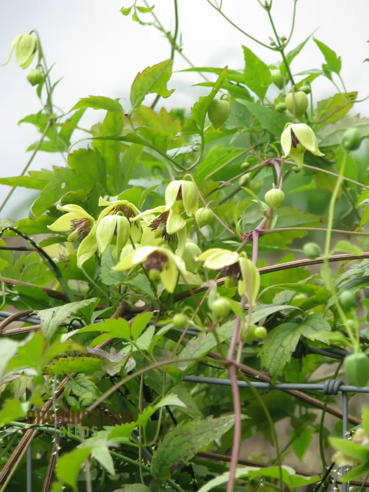 Clematis Serratifolia Flower Seeds for Planting, Premium Quality for Gardening