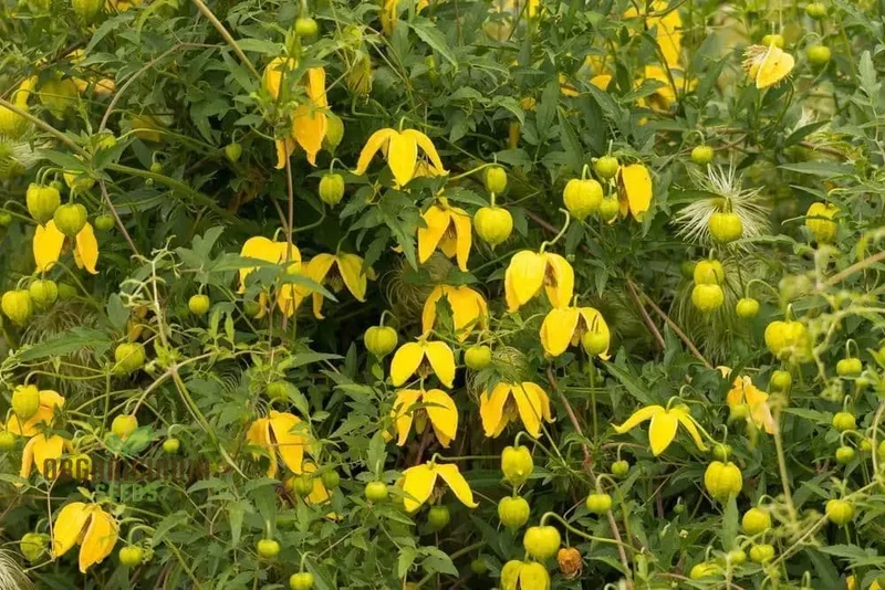 Clematis Serratifolia Flower Seeds for Planting, Premium Quality for Gardening