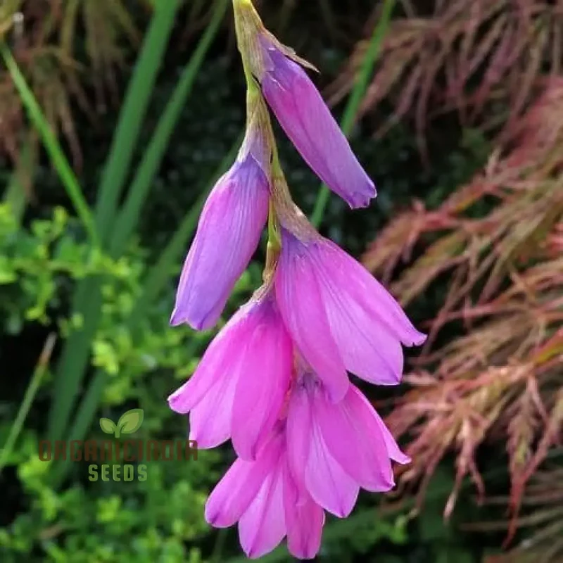 Dierama Seeds (Dierama ‘Ripe Cherries’ Seeds) - Vibrant Colorful Blooms for Gardens