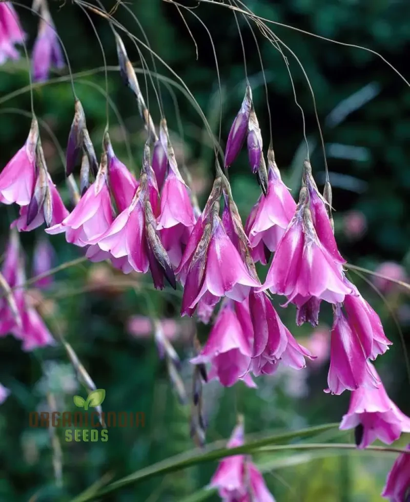 Dierama Seeds (Dierama ‘Ripe Cherries’ Seeds) - Vibrant Colorful Blooms for Gardens