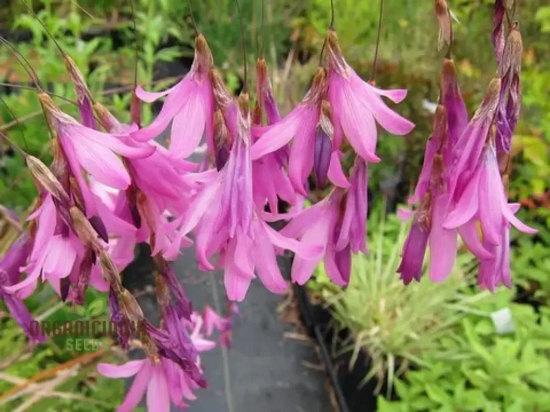 Dierama Seeds (Dierama ‘Ripe Cherries’ Seeds) - Vibrant Colorful Blooms for Gardens
