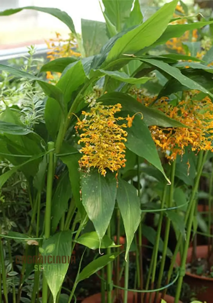 Globba Schomburgkii Seeds For planting- Exotic Gardening Delight for Enthusiasts Seeking Unique and Vibrant Flora