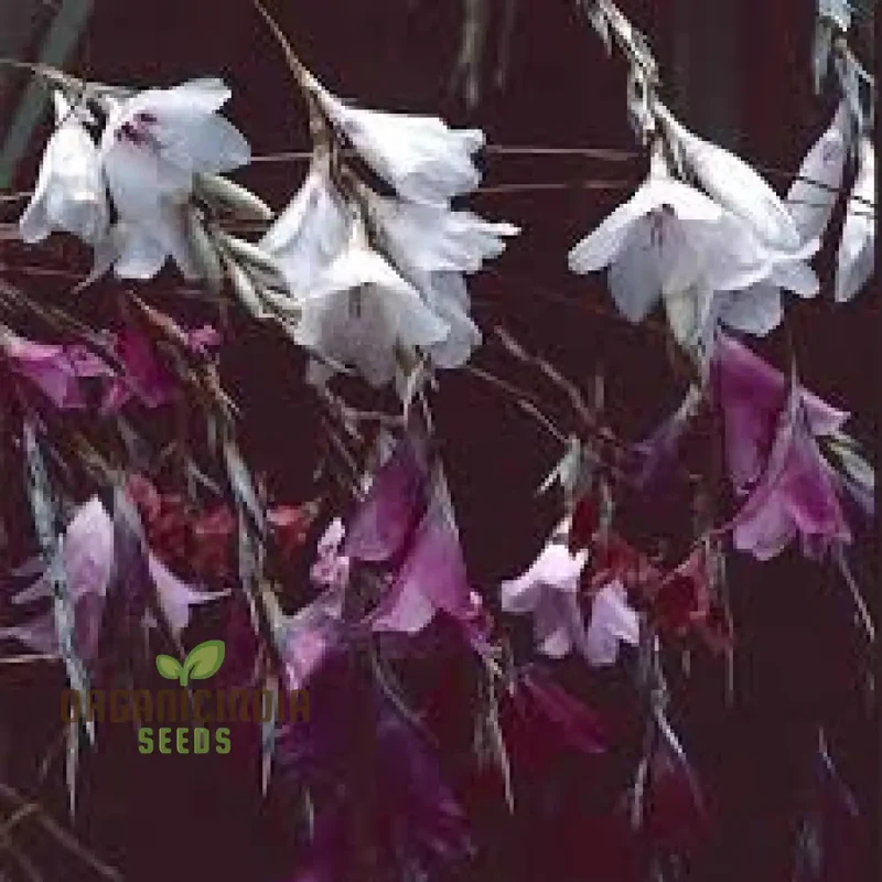 Dierama Pulcherrimum 'Strawberry Ice Cream' Seeds – Elegant Garden Blooms