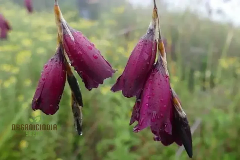 Dierama Pulcherrimum 'Strawberry Ice Cream' Seeds – Elegant Garden Blooms