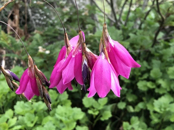 Dierama Pulcherrimum 'Strawberry Ice Cream' Seeds – Elegant Garden Blooms