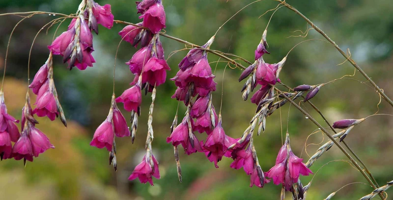 Dierama Pulcherrimum 'Strawberry Ice Cream' Seeds – Elegant Garden Blooms