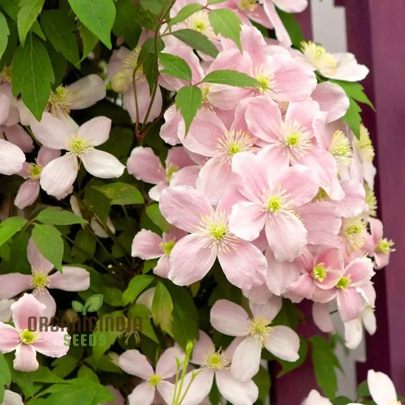 Clematis Seeds (Clematis Montana Perfumed Mixed Seeds) - Fragrant Mixed Blooms for Gardening