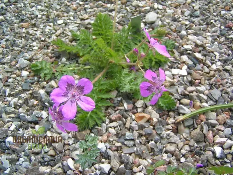 Erodium Castellanum Seeds for Planting - Drought-Tolerant Perennial Flower Seeds