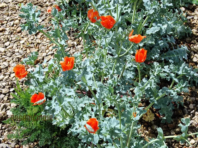 Glaucium Corniculatum Seeds – Hardy Perennial Garden Variety for Unique Landscapes