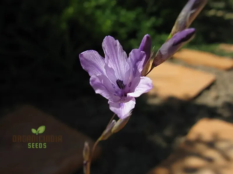 Dierama Nixonianum Flower Seeds For Planting, Delicate and Beautiful Blooms for Your Garden