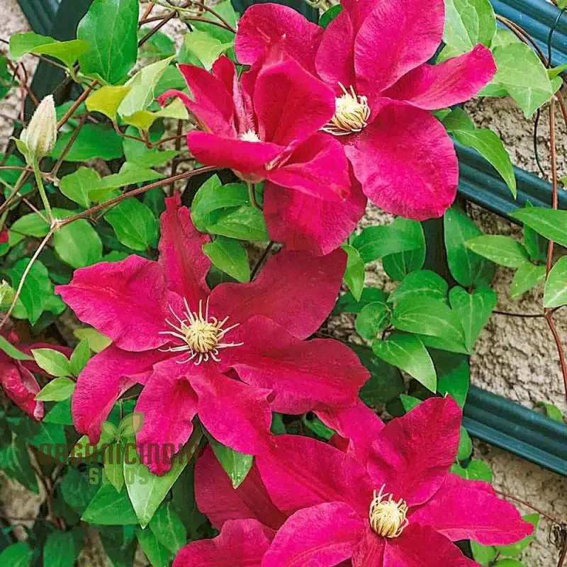Clematis 'Magenta Silk' Flower Seeds for Planting, Premium Quality for Gardening