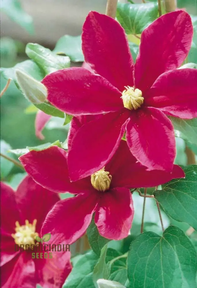Clematis 'Magenta Silk' Flower Seeds for Planting, Premium Quality for Gardening