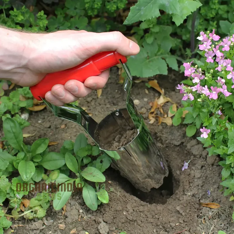 Depth Mark Bulb Planter - Perfect for Transplanting Bulbs, Digging, and Automatic Soil Release Seed Planting Tool for Tulips, Daffodils, Dahlias, and More